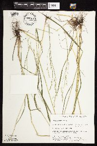 Festuca subverticillata image