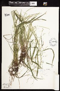 Festuca subverticillata image