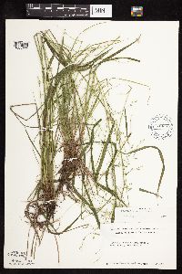 Festuca subverticillata image
