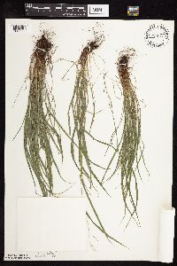 Festuca subverticillata image