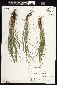 Festuca subverticillata image