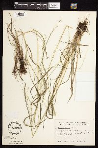 Festuca subverticillata image