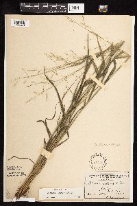 Festuca subverticillata image