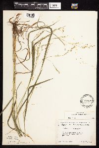 Festuca subverticillata image