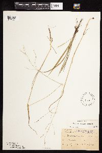 Festuca subverticillata image