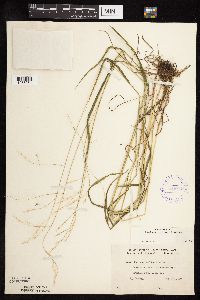 Festuca subverticillata image