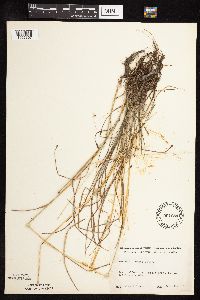 Festuca subverticillata image