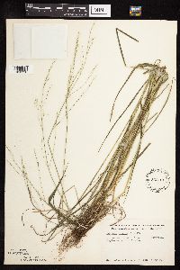Festuca subverticillata image