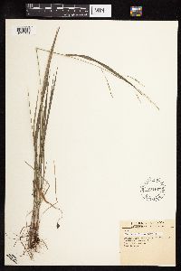 Festuca subverticillata image