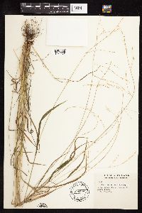 Festuca subverticillata image