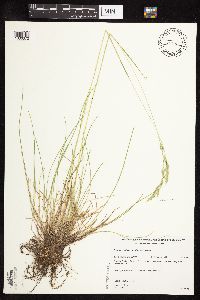 Festuca trachyphylla image