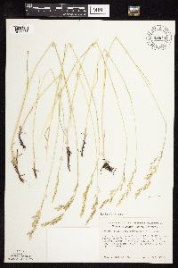 Festuca trachyphylla image