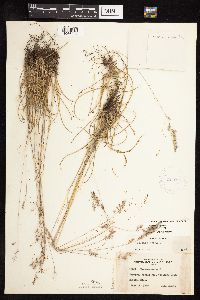 Festuca trachyphylla image