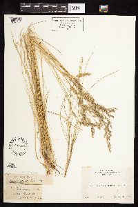 Festuca trachyphylla image