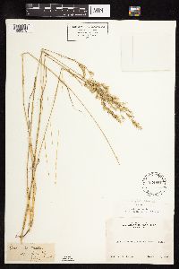 Festuca trachyphylla image