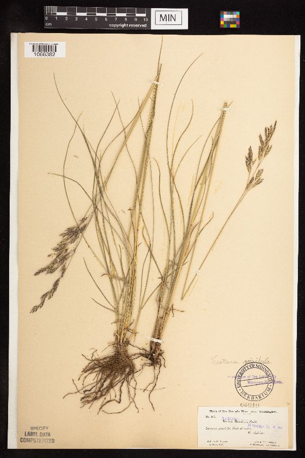 Festuca image