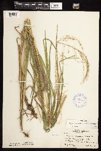thumbnail image of current specimen