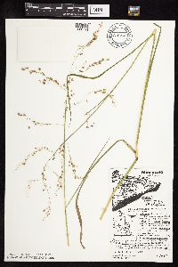 thumbnail image of current specimen
