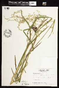 thumbnail image of current specimen
