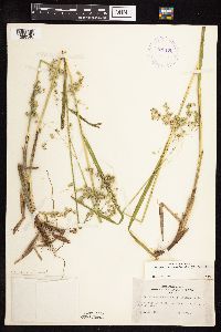 thumbnail image of current specimen