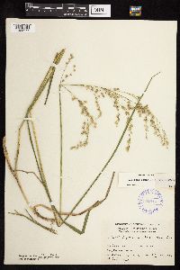 thumbnail image of current specimen