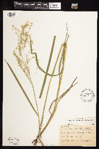 Thumbnail image of current specimen