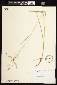 thumbnail image of current specimen