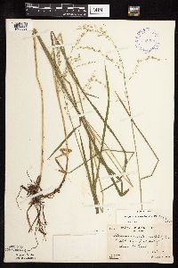 thumbnail image of current specimen