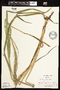 Glyceria grandis image