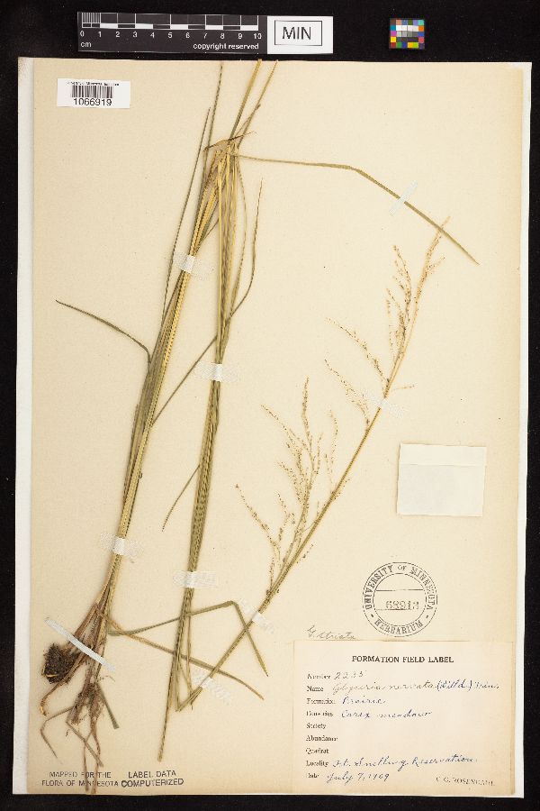 Glyceria striata image