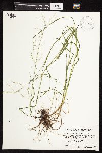 Glyceria striata image