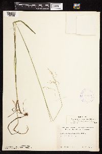 Glyceria striata image