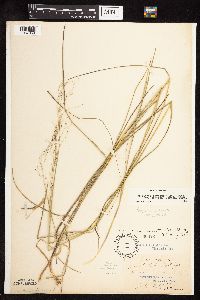 Glyceria striata image