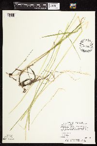 Glyceria striata image