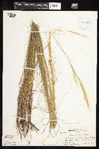 thumbnail image of current specimen