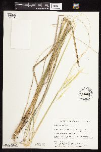 thumbnail image of current specimen