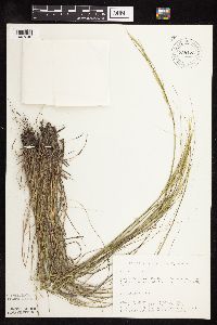 thumbnail image of current specimen