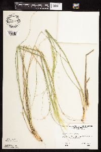 thumbnail image of current specimen