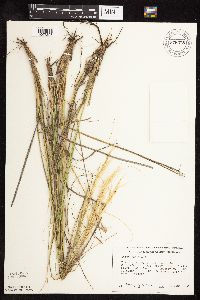 Thumbnail image of current specimen