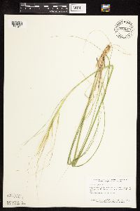 thumbnail image of current specimen