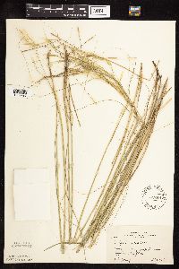 Thumbnail image of current specimen