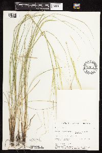 thumbnail image of current specimen