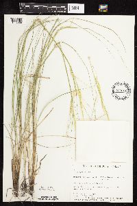 thumbnail image of current specimen