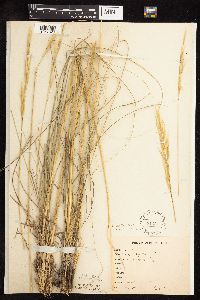 thumbnail image of current specimen