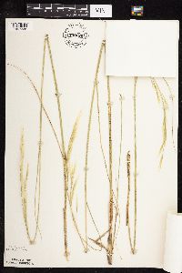 Thumbnail image of current specimen