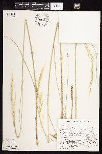 Thumbnail image of current specimen