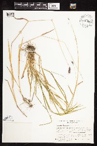 Hordeum brachyantherum image