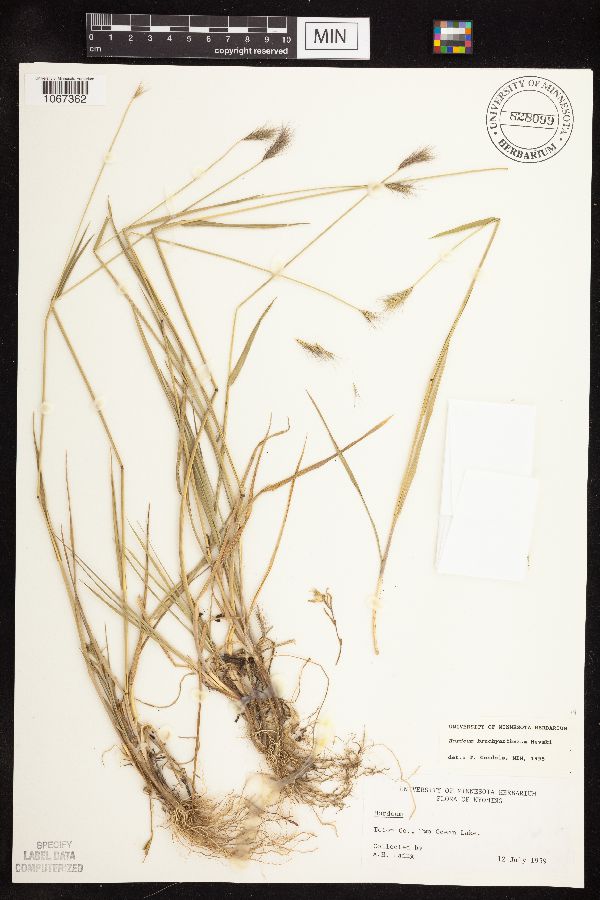 Hordeum brachyantherum image