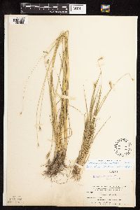 Hordeum brachyantherum image