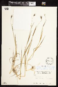 Hordeum brachyantherum image
